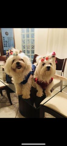Filhote de maltês mas mini - Foto 4