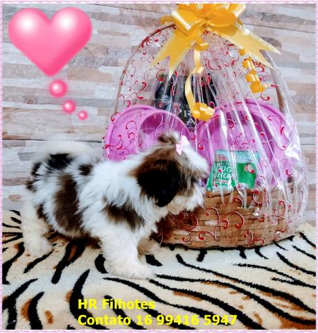 Maravilhosos filhotes de Shih tzu, porte micro, Fêmea e Macho com pedigree - Foto 2