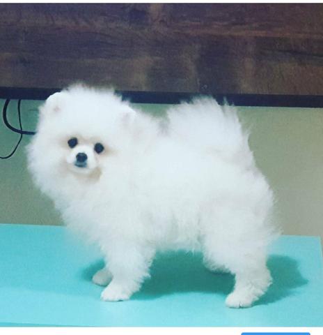 Spitz alemão/lulu - Foto 4