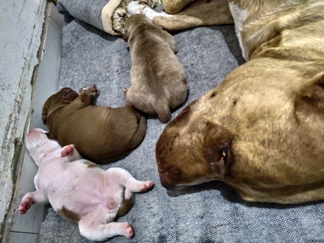 Filhotes de Pitbull - Foto 2