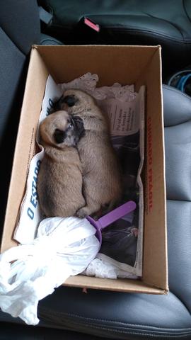Filhotes de pug