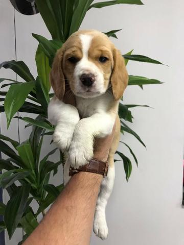 Beagle 13 polegadas, bicolor e tricolor, com suporte veterinário gratuito - Foto 2