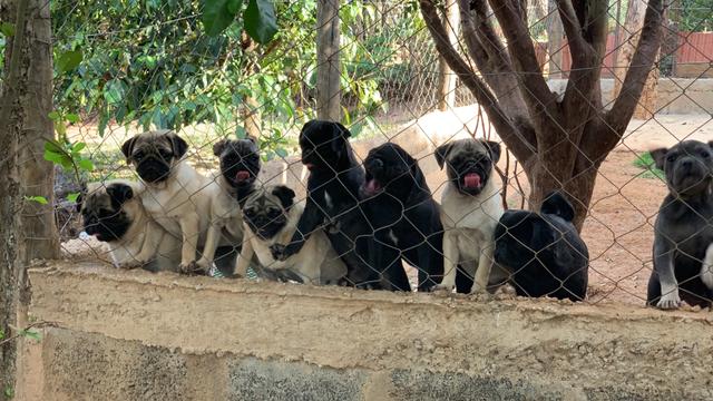 Pug filhotes disponíveis