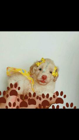 Poodle micro tôy fêmea - Foto 2
