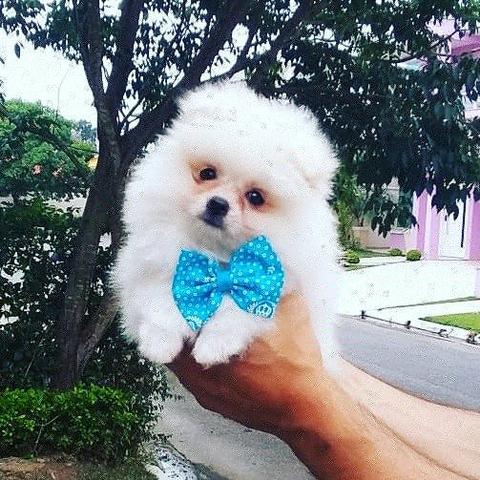 Spitz alemão/lulu - Foto 2