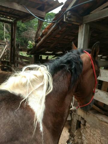 Cavalo pampa - Foto 3