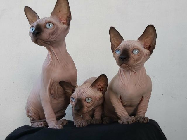 Sphynx importadas