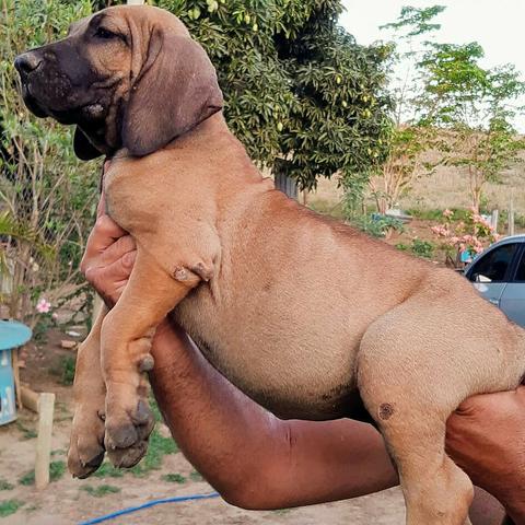 Fila brasileiro bruto - Foto 6