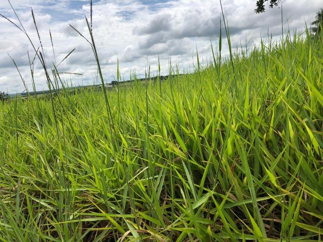 Fazenda em Bela Vista de Goiás de 15 Alqueires, à 45 km de Goiânia Dentro da Cidade - Foto 14