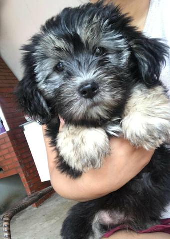 Filhotes de Lhasa Apso puro - Foto 2