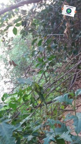 Pesqueiro em barao de melgaço - Foto 13