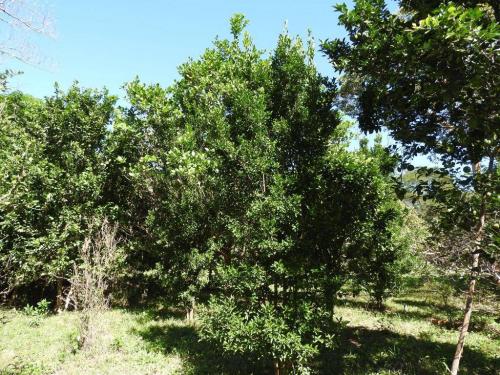 Chácara à venda em Estancia terra da gente, Cuiaba cod:14757 - Foto 4