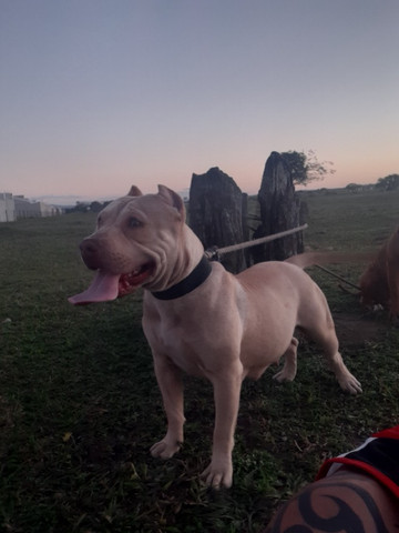 Pitbull - Foto 2