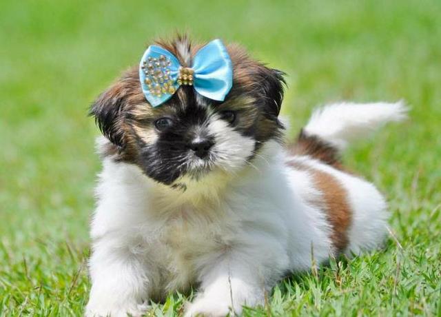 Para sua companhia filhotes saudáveis Shih Tzu - Foto 5