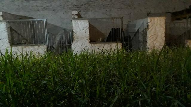 Mudas de Tifton 85 Pasto Pastagem Feno Silagem Forragem - Idealfarm - Foto 5