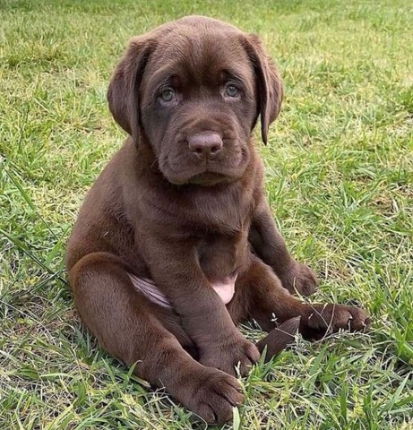 Labrador lindos filhotes disponível a pronta entrega