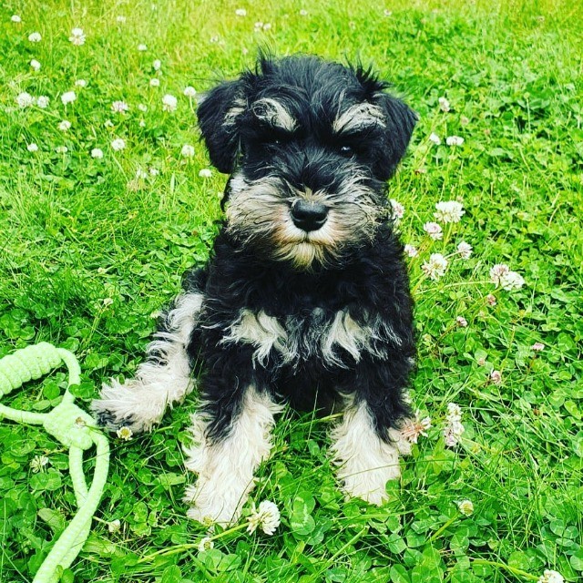 Schnauzer lindos filhotes disponível a pronta entrega e encomenda fêmea e macho!!!!