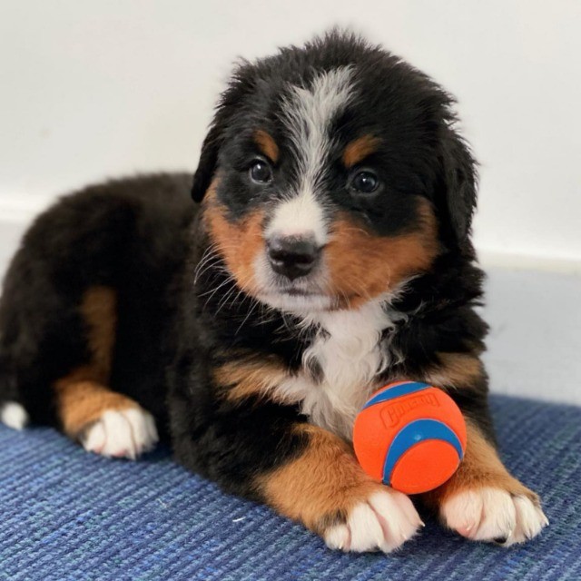 Bernese lindos filhotes disponível a pronta entrega e encomenda fêmea e macho!!!!