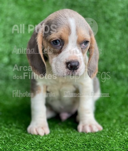 Beagle, filhotes com garantias especiais!! - Foto 2