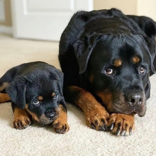 Rottwalier lindos filhotes disponível a pronta entrega e encomenda fêmea e macho!!!!