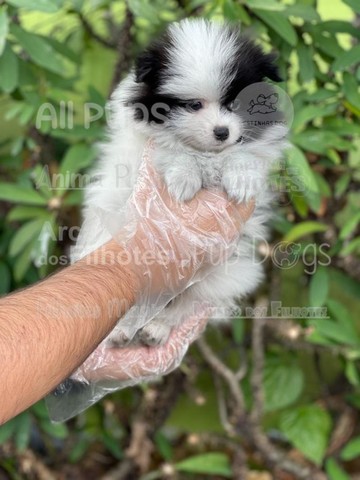 Spitz Alemão, filhotes com garantias especiais!!