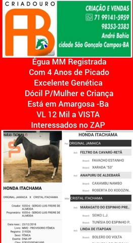 Cavalos e Éguas MM Disponíveis 