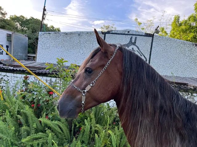 Cavalo alazão tostado de marcha picada - Cavalos e acessórios - Mata de São  João 1246892923