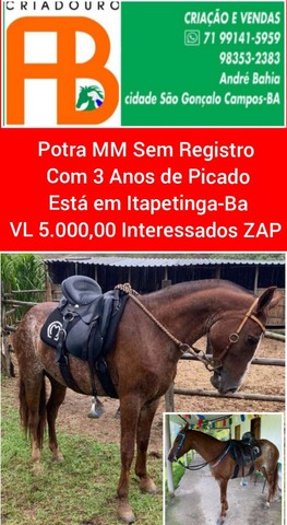 Cavalos e Éguas MM Disponíveis 