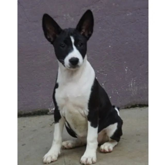 Basenji olx hot sale