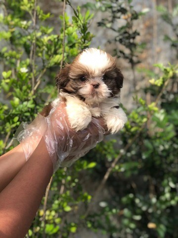 Shih Tzu - belos filhotes!!!!!!