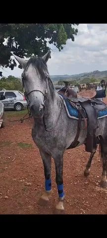 Traia de frente - Cavalos e acessórios - Vila Jayara, Anápolis