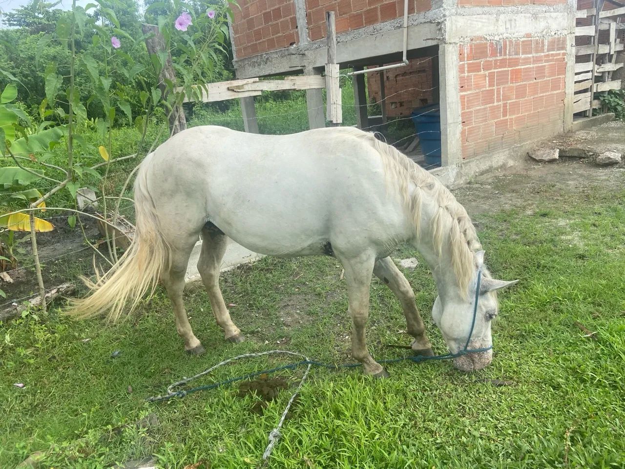 Cavalo branco para venda