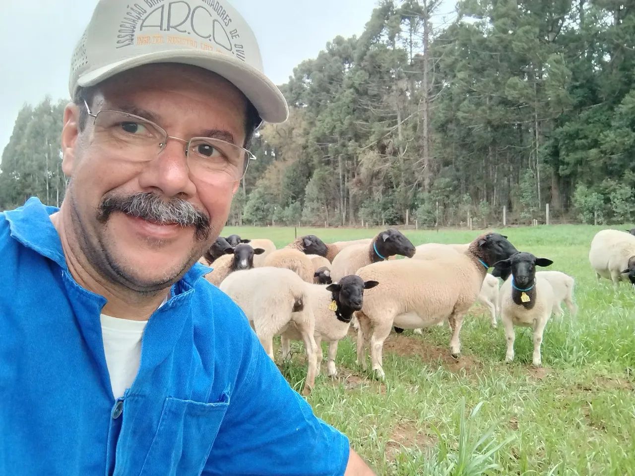 Vende-se Reprodutores, ovelhas e Consultoria e projetos - Foto 5