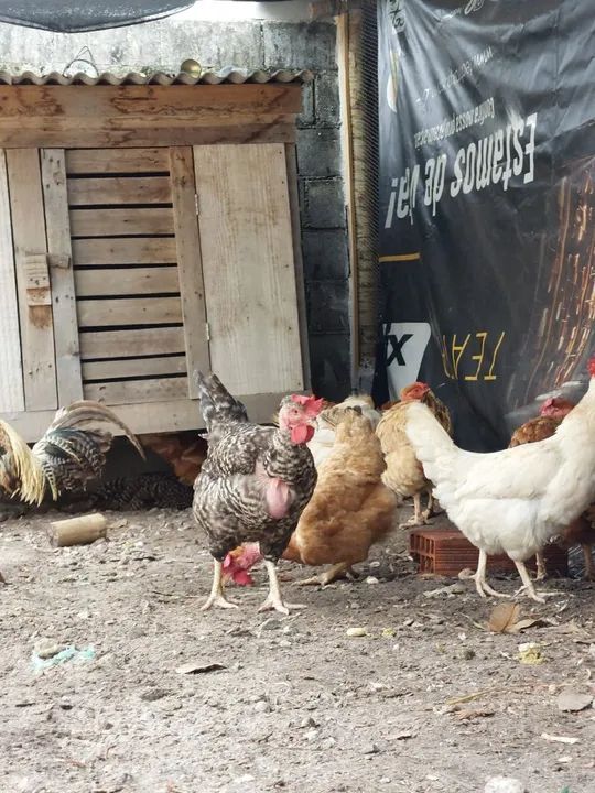 Ovos galados de galinhas caipira