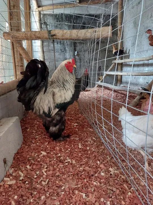 Ovos galados de galinhas caipira - Foto 6