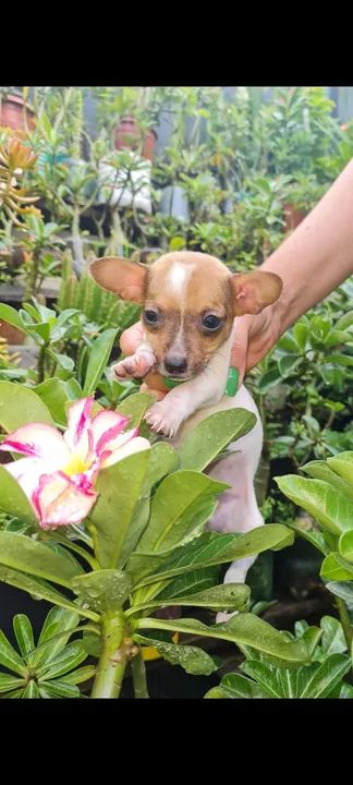 Filhote de Pinscher 50 dias - Foto 5