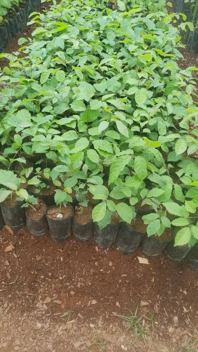 Mudas de arvores nativas