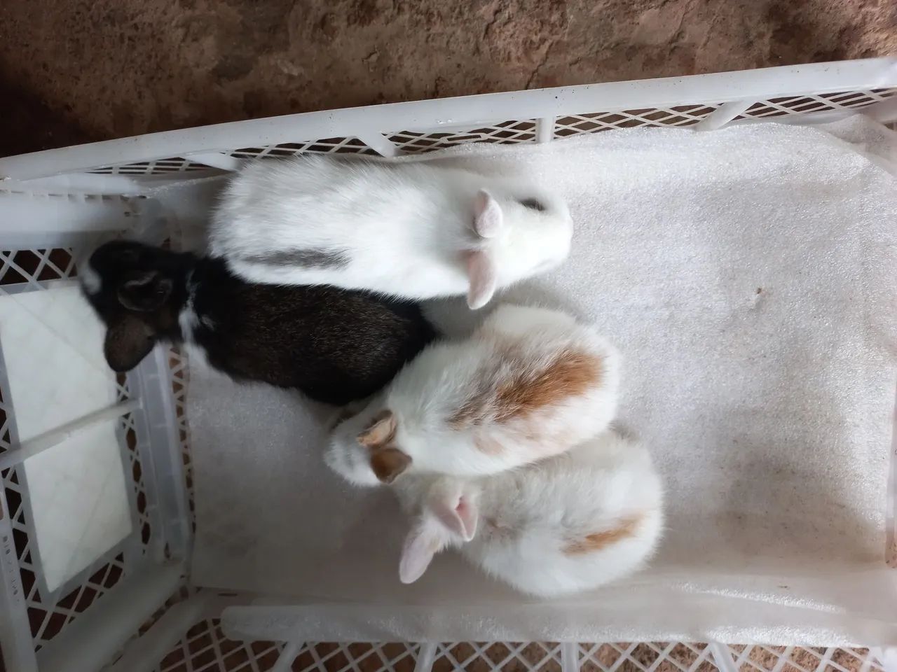 Minis lindos para presentear . - Foto 2