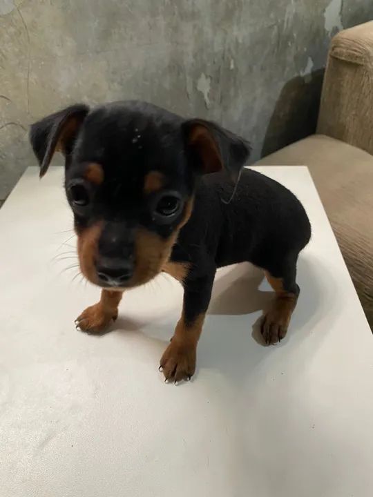 2 Filhote de Pinscher número 1 machos Cachorros Valentina de