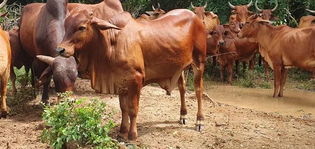 Touros da Raça Sindi