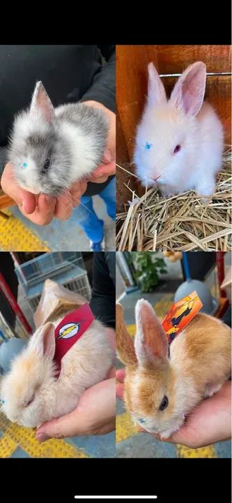Coelhos mini 