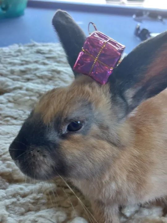 Linda coelha Menina Chocolate com a Fuça preta e orelhas pretas - Foto 5