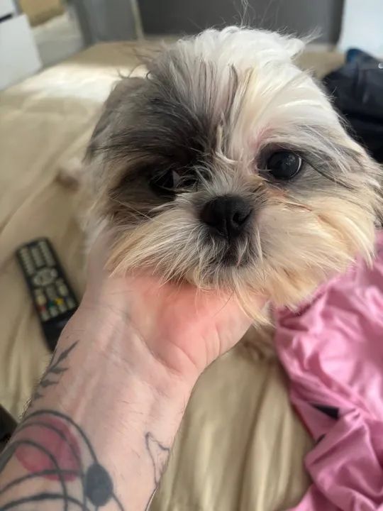 Dois Shih Tzus Lindos a venda  - Foto 3