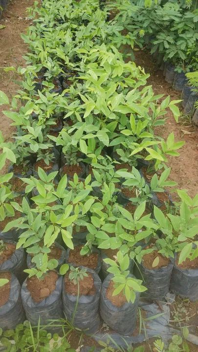 Mudas de arvores nativas - Foto 5