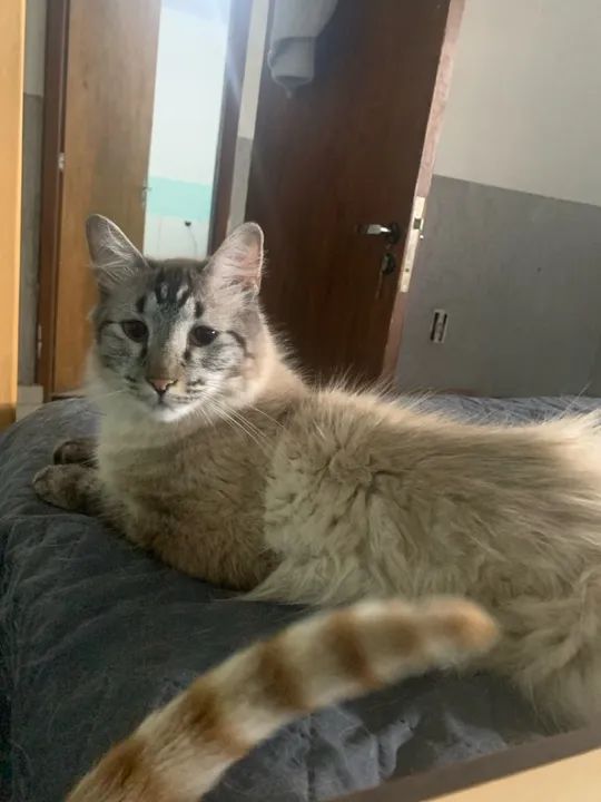 Gatinho fofo e carinhoso para adoção