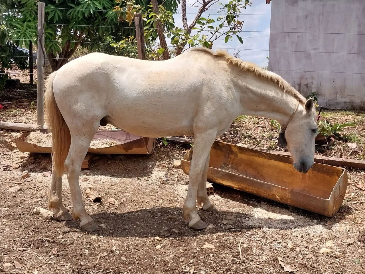 Cavalo Mangalarga  - Foto 3