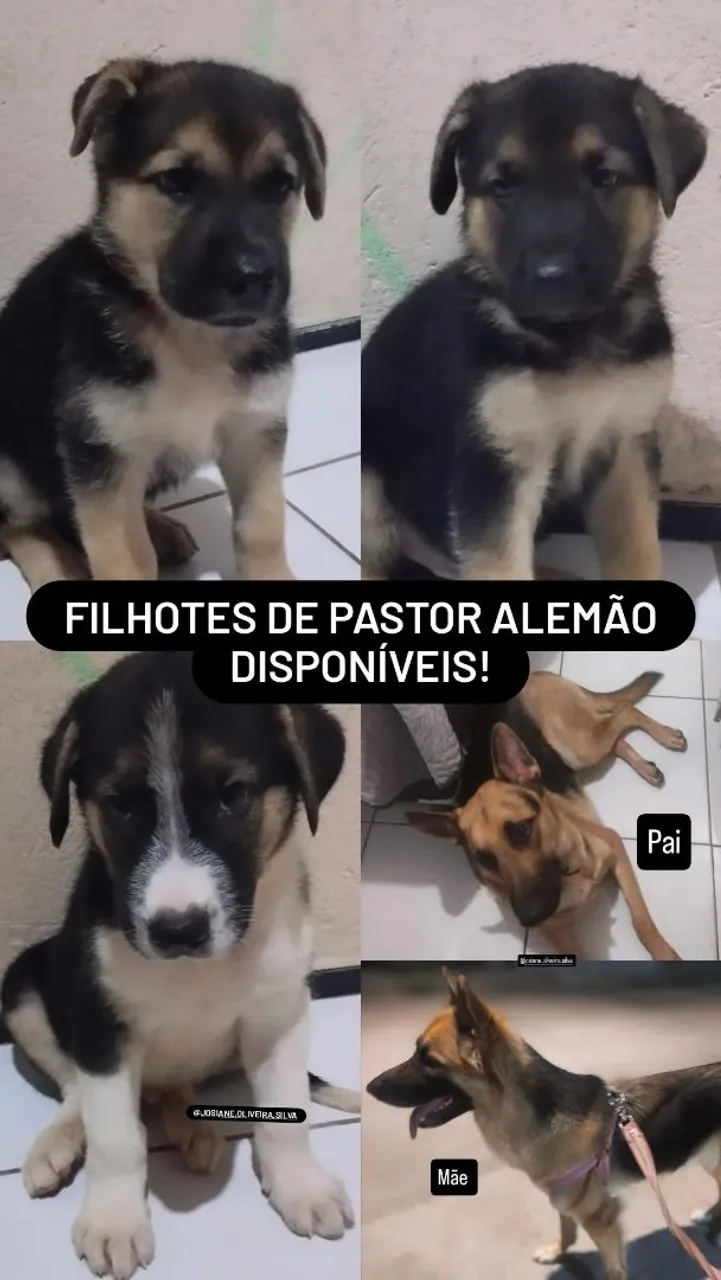 Filhotes de Pastor Alemão Disponíveis!