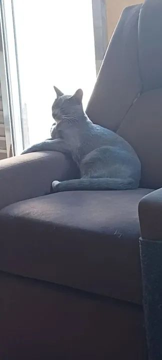 Gato cinza lindo para adoção - Foto 2