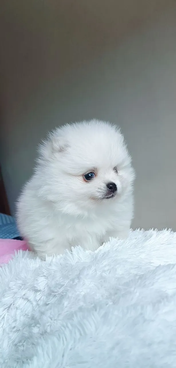 Filhotes Spitz Alemão