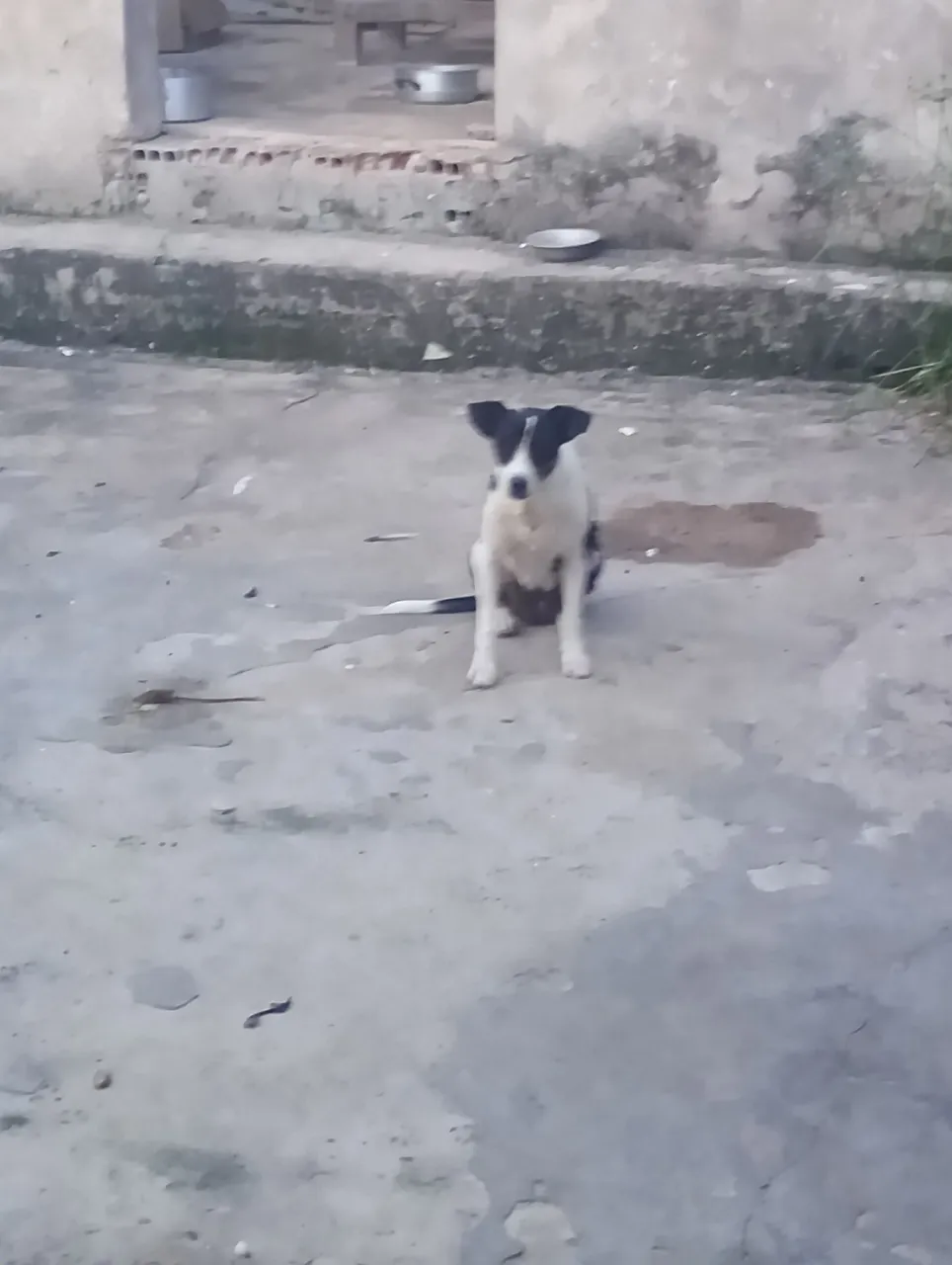 Cachorro adorável para adoção